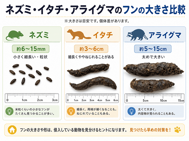 ネズミ、イタチ、アライグラマのフンの大きさの画像