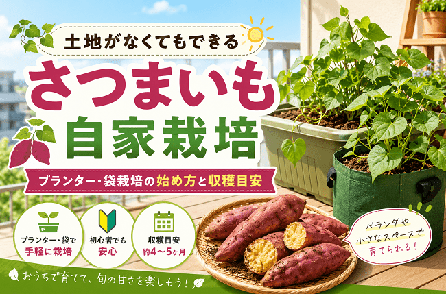 土地がなくてもできるさつまいも自家栽培｜プランター・袋栽培の始め方と収穫目安のアイキャッチ画像