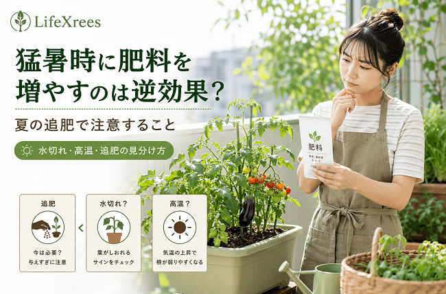 猛暑時に肥料を増やすのは逆効果？夏の追肥で注意すること