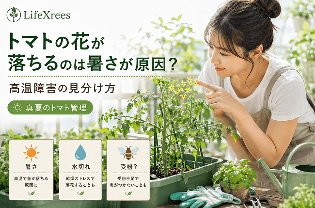 トマトの花が落ちるのは暑さが原因？高温障害の見分け方