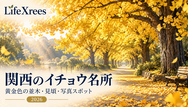 関西のイチョウ名所2026｜黄金色の並木・見頃・アクセス・写真スポットまとめ