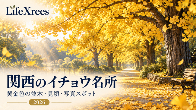 関西のイチョウ名所2026|黄金色の並木・見頃・アクセス・写真スポットまとめ
