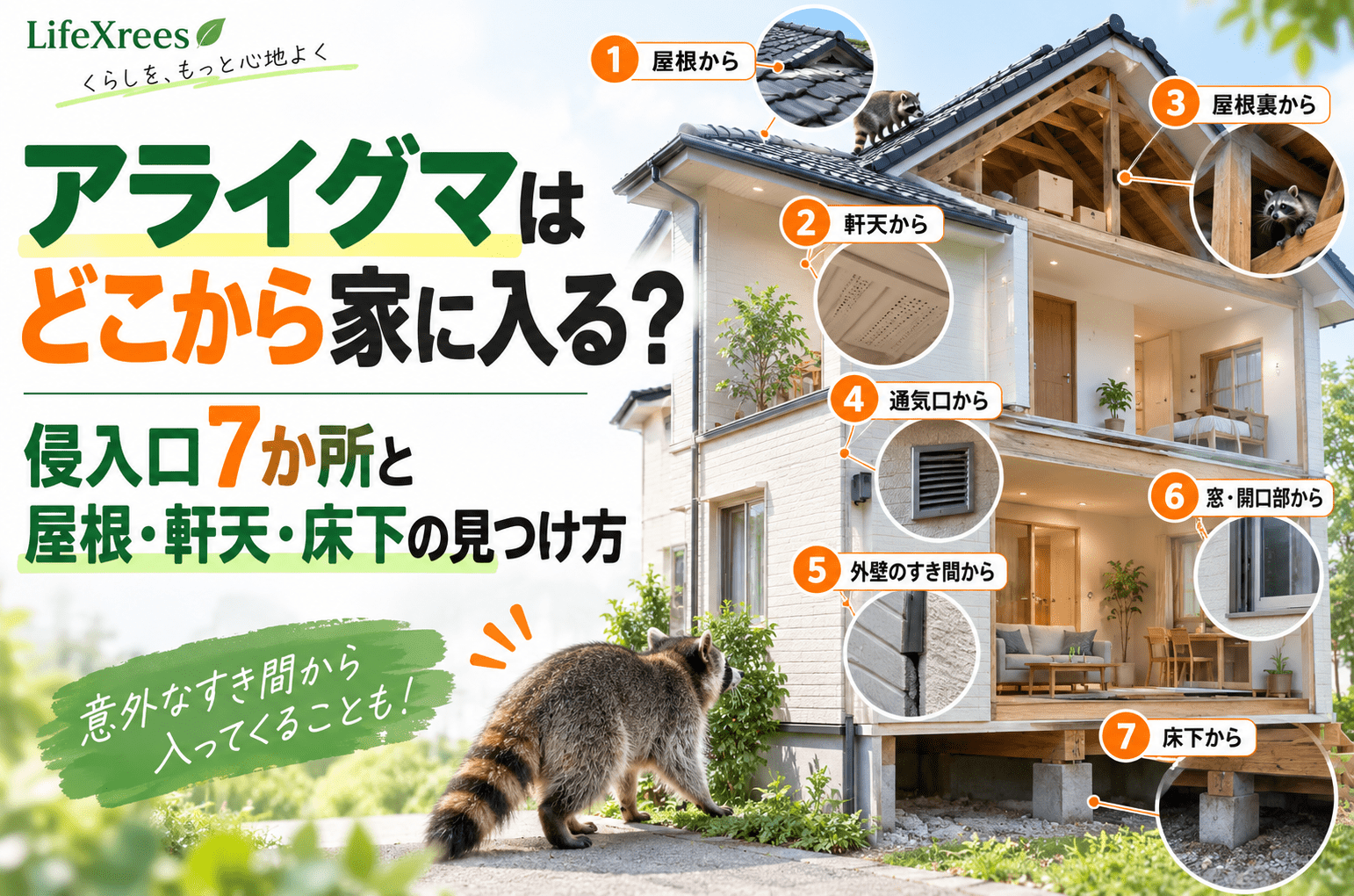 アライグマはどこから家に入る?侵入口7か所と屋根・軒天・床下の見つけ方