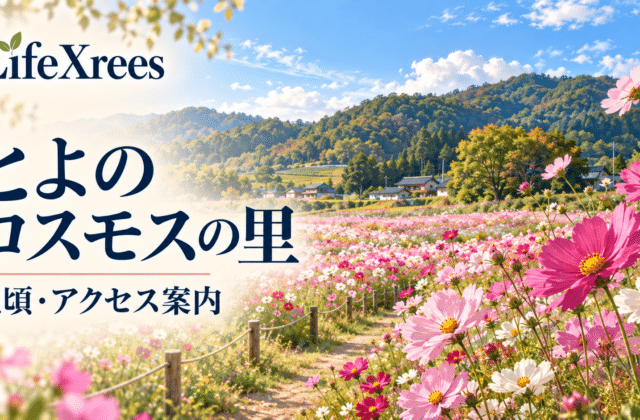 とよのコスモスの里の見頃・入園料・駐車場｜バスと予約制タクシーでの行き方