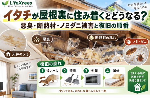 イタチが屋根裏に住み着くとどうなる？悪臭・断熱材・ノミダニ被害と復旧の順番