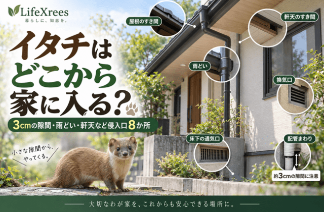 イタチはどこから家に入る？3cmの隙間・雨どい・軒天など侵入口8か所
